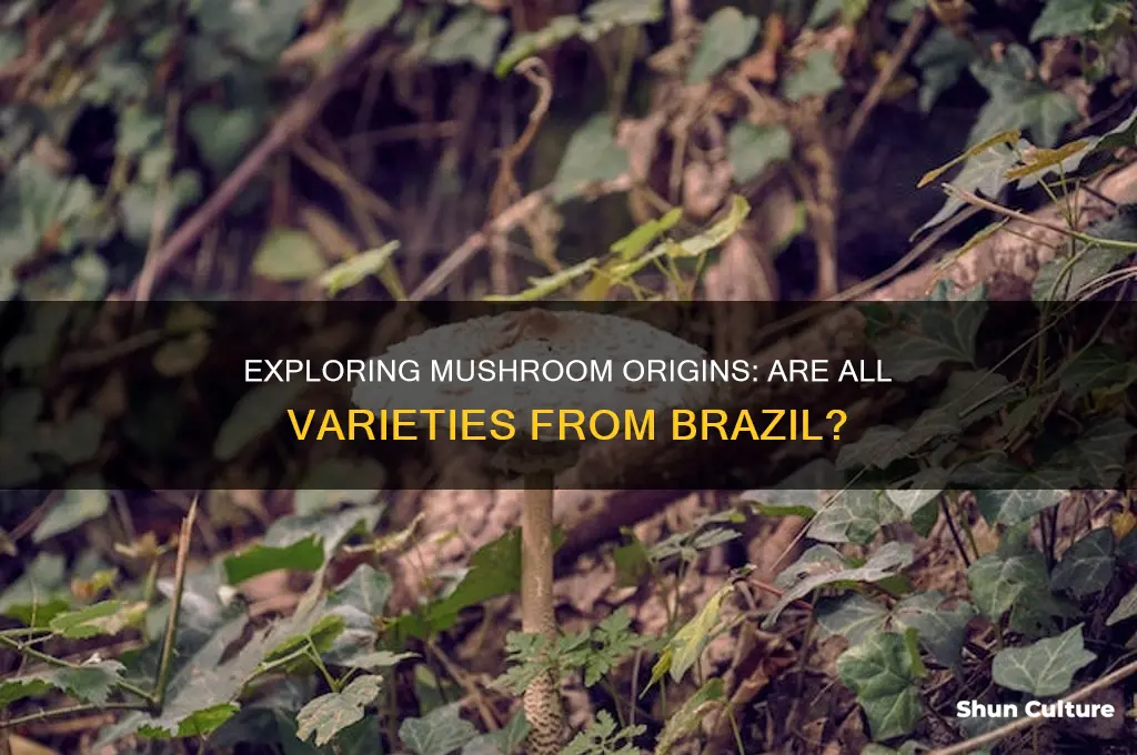 do all mushrooms come from brazil