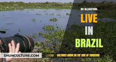 Do Alligators Live in Brazil? Exploring the Truth Behind the Myth