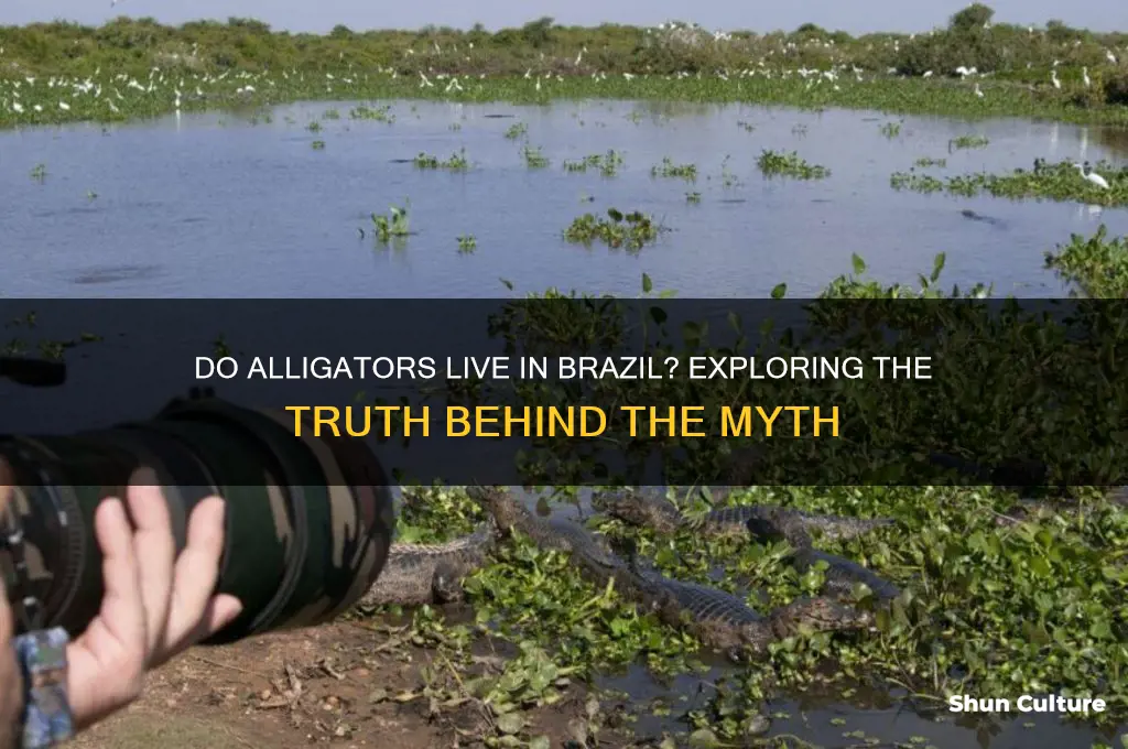 do alligators live in brazil
