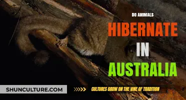 Hibernation Down Under: Do Animals Hibernate in Australia?