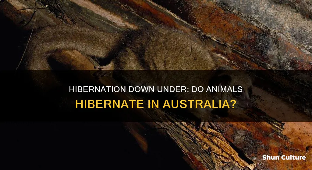 do animals hibernate in australia