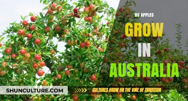 Apples in Australia: Where They Grow
