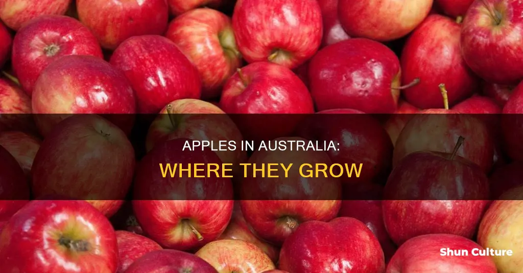 do apples grow in australia