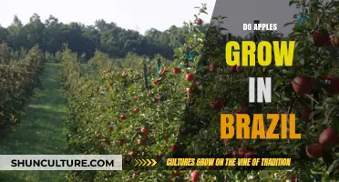 Exploring Brazil's Orchards: Do Apples Thrive in the Tropical Climate?