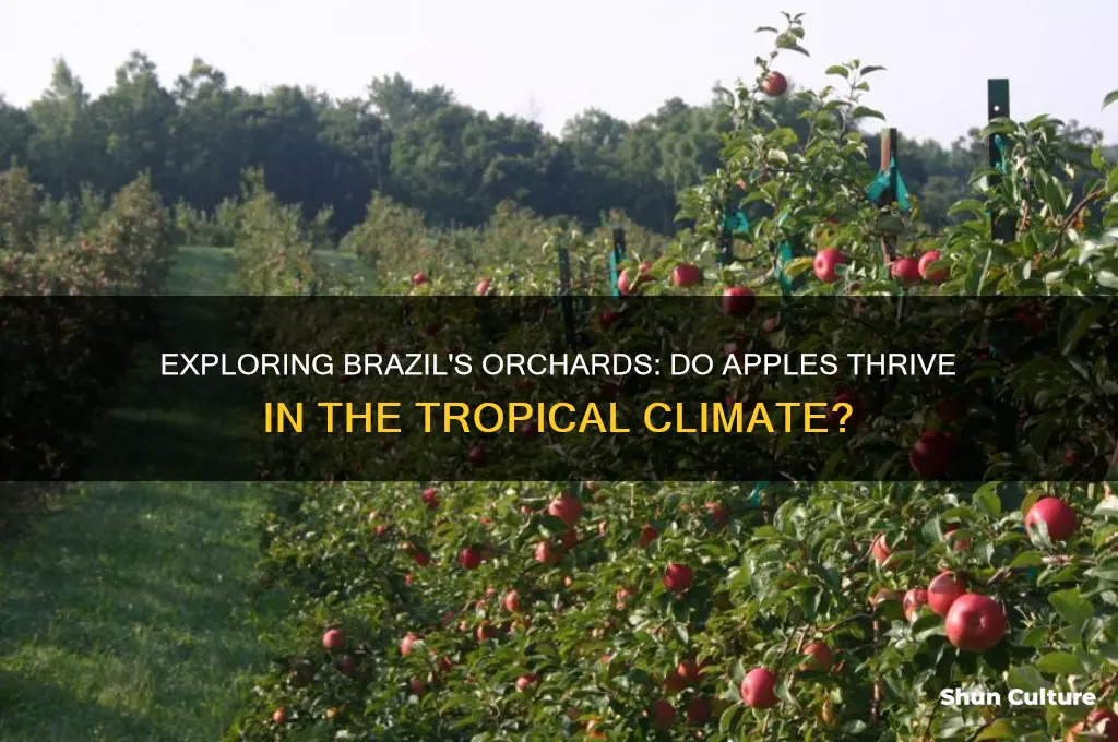 do apples grow in brazil