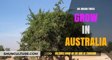 Argan Trees in Australia: Can They Grow?