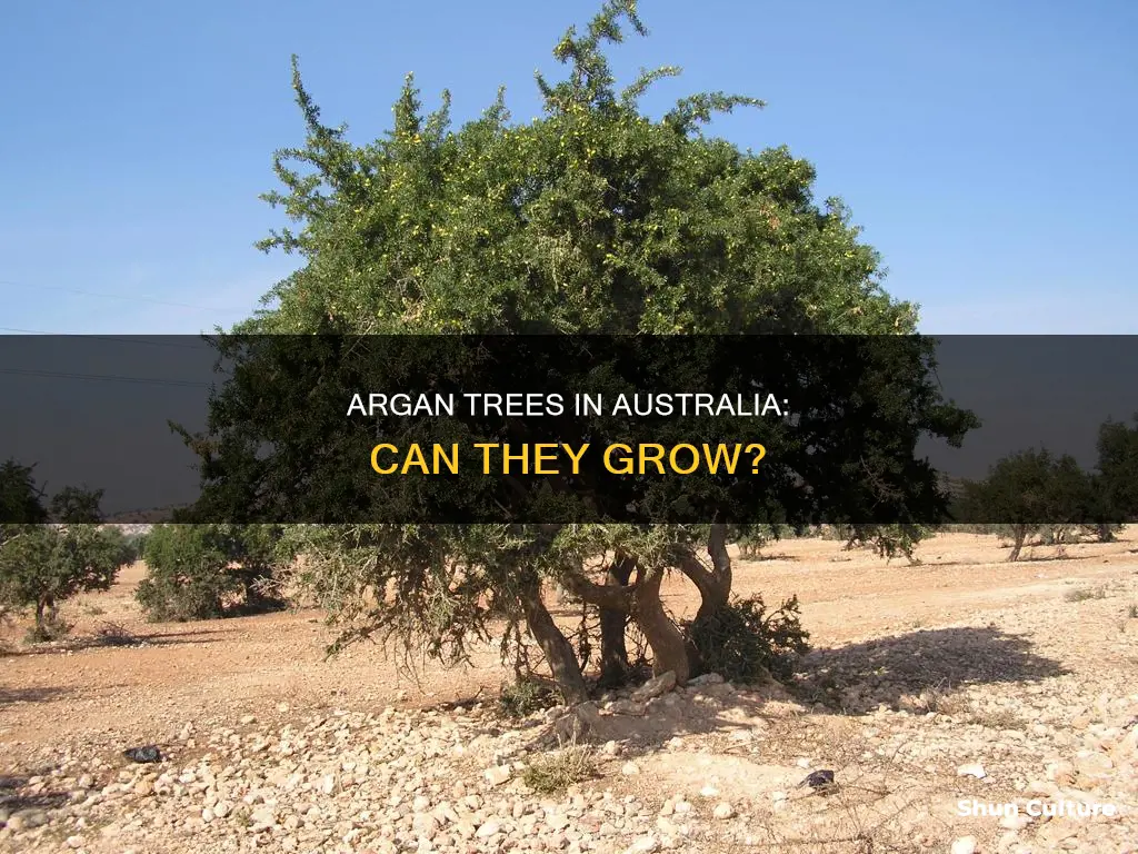 do argan trees grow in australia