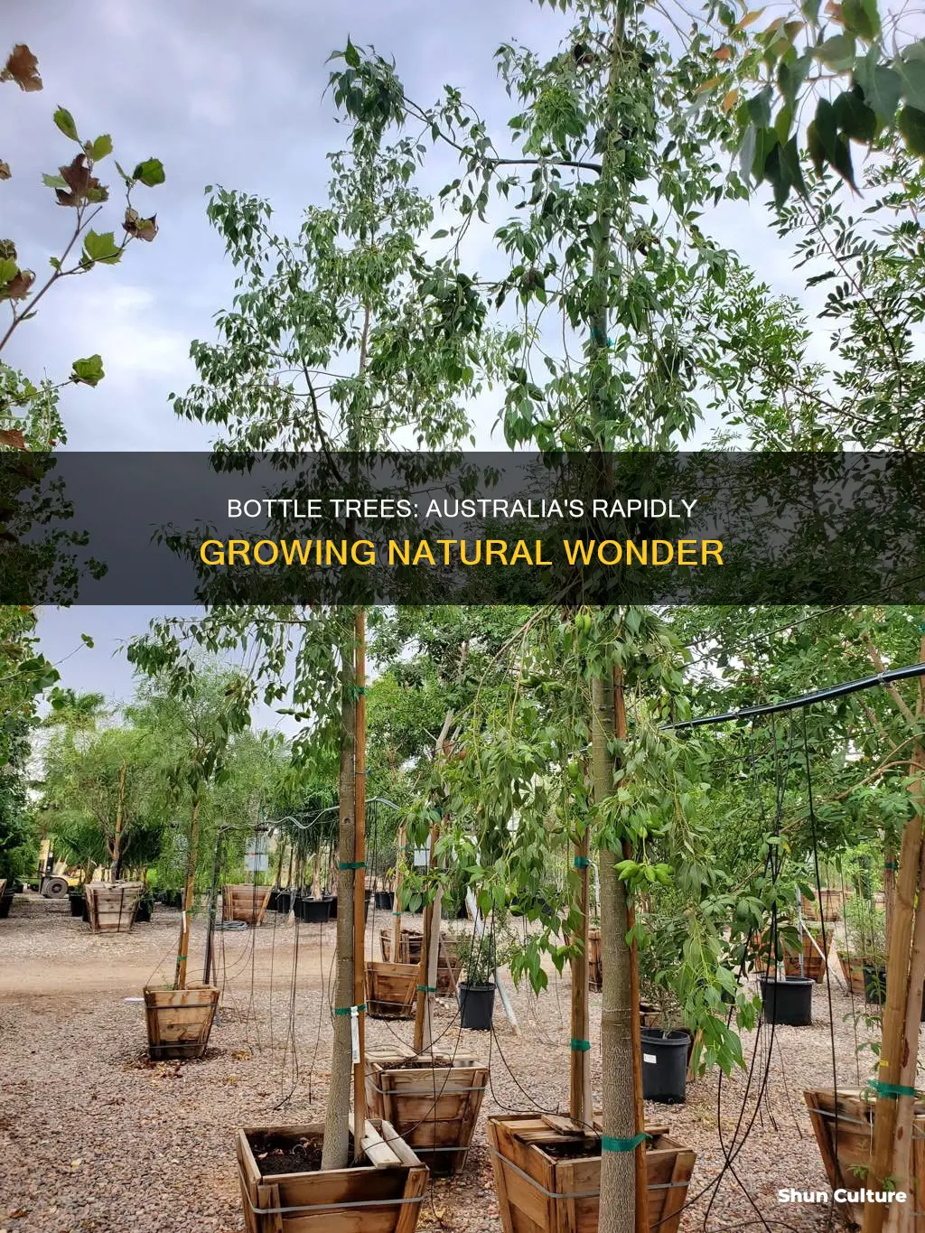 do australian bottle trees grow rapidly