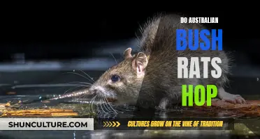 Bush Rats: Can They Hop?