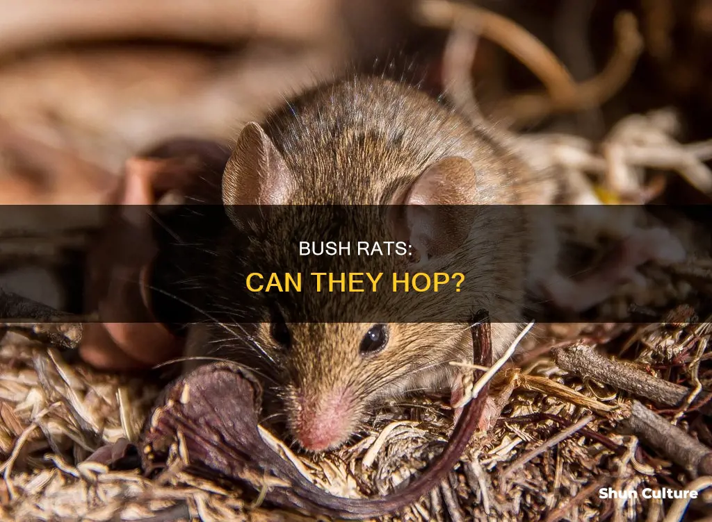 do australian bush rats hop