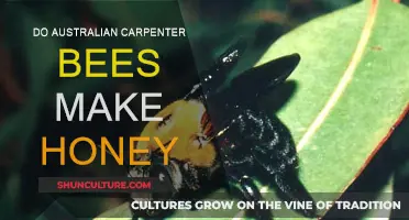 Australian Carpenter Bees: Honey-Making Insights