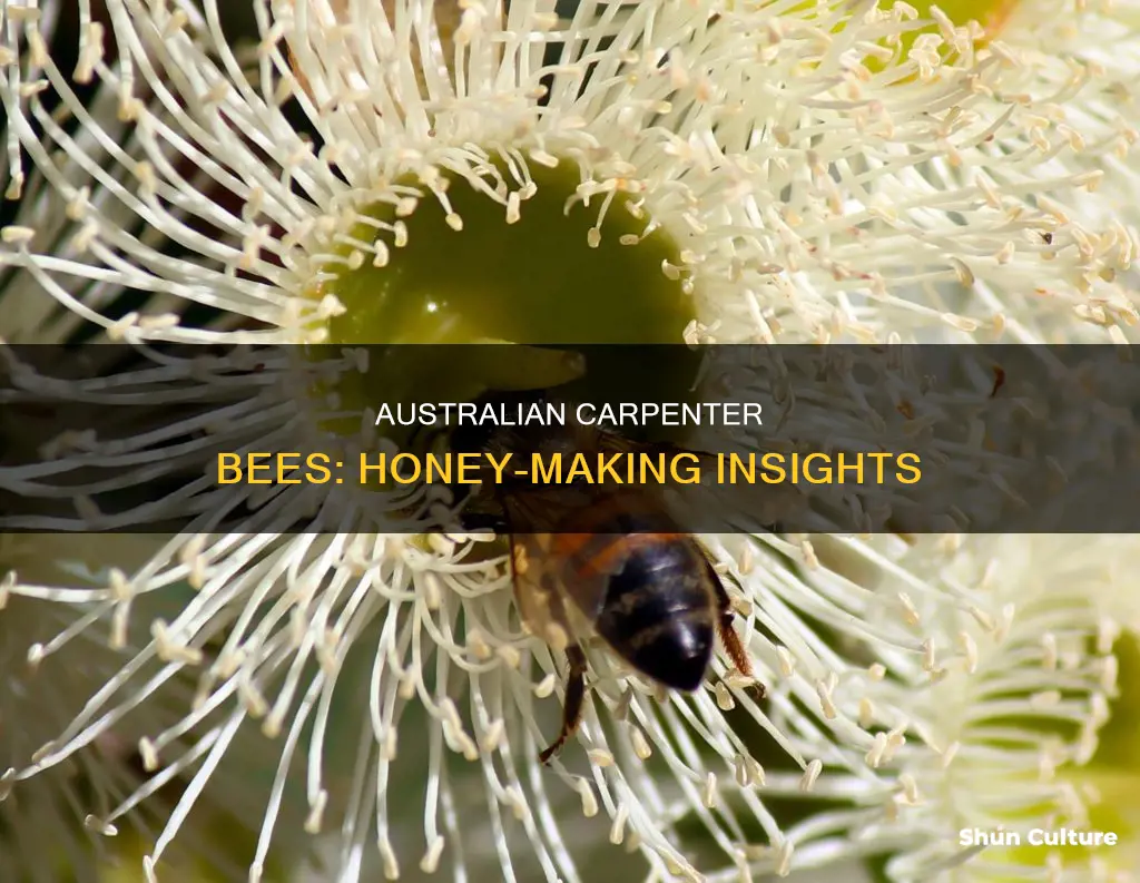do australian carpenter bees make honey