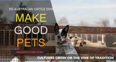 Australian Cattle Dogs: Good Pet or Not?