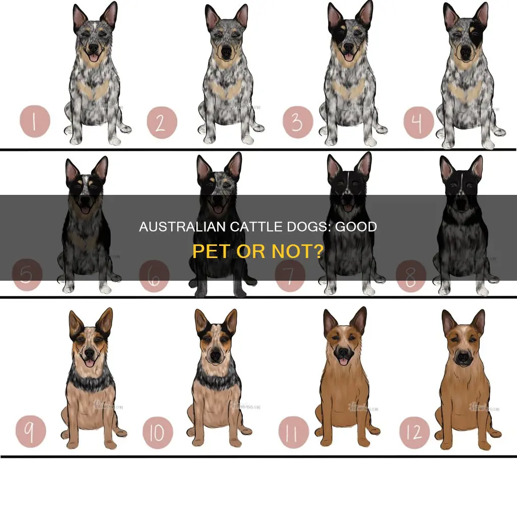 do australian cattle dog make good pets