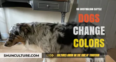 Australian Cattle Dogs: Do Their Coats Change Color?