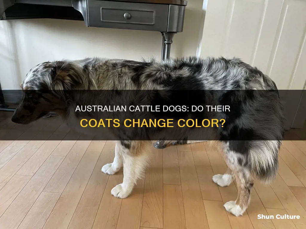 do australian cattle dogs change colors