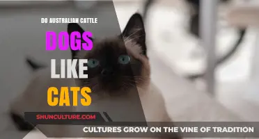 Can Aussies and Cats Be Friends?