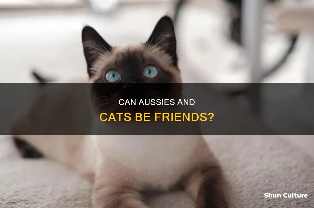 do australian cattle dogs like cats