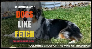 Australian Cattle Dogs: Fetch Enthusiasts or Not?