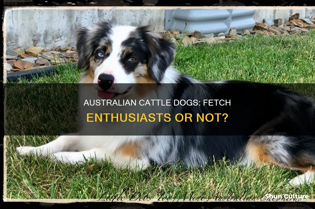 do australian cattle dogs like fetch