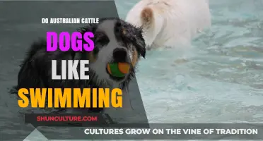 Australian Cattle Dogs: Natural Swimmers or Not?