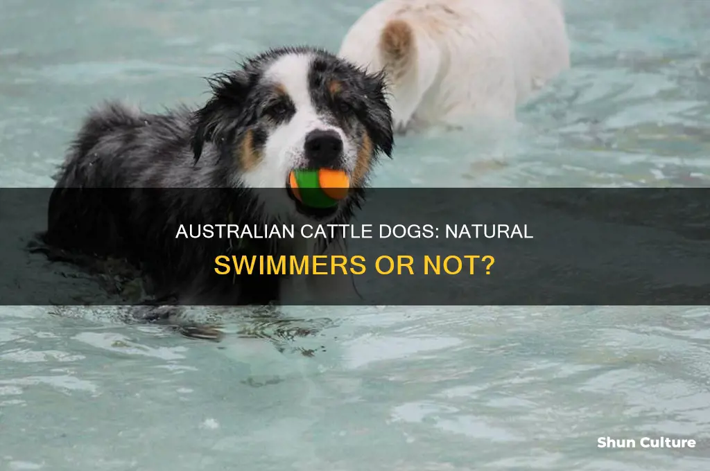 do australian cattle dogs like swimming