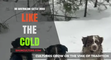 Australian Cattle Dogs: Cold Weather Companions?