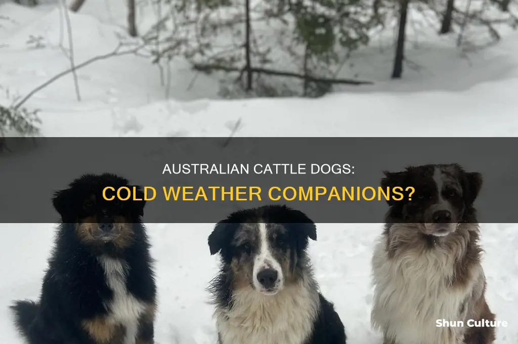 do australian cattle dogs like the cold