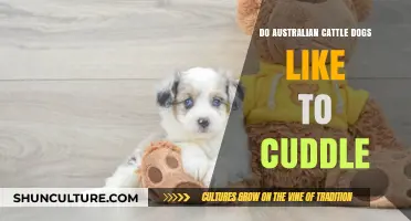 Cuddling With Your Australian Cattle Dog: How Much is Too Much?