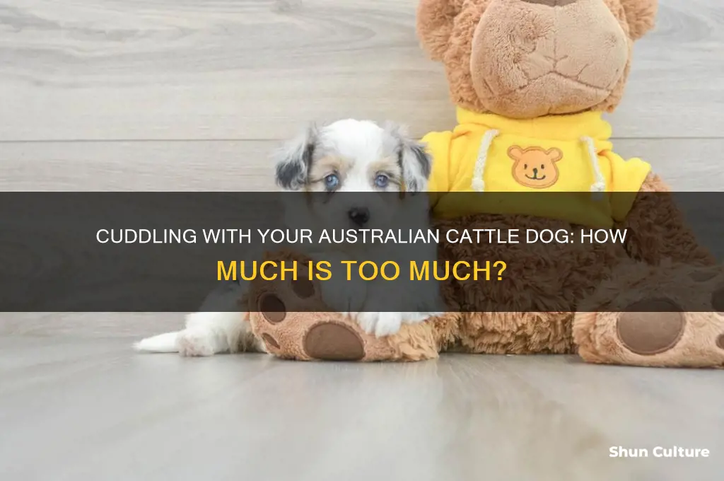 do australian cattle dogs like to cuddle