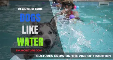 Australian Cattle Dogs: Water Lovers or Land Enthusiasts?