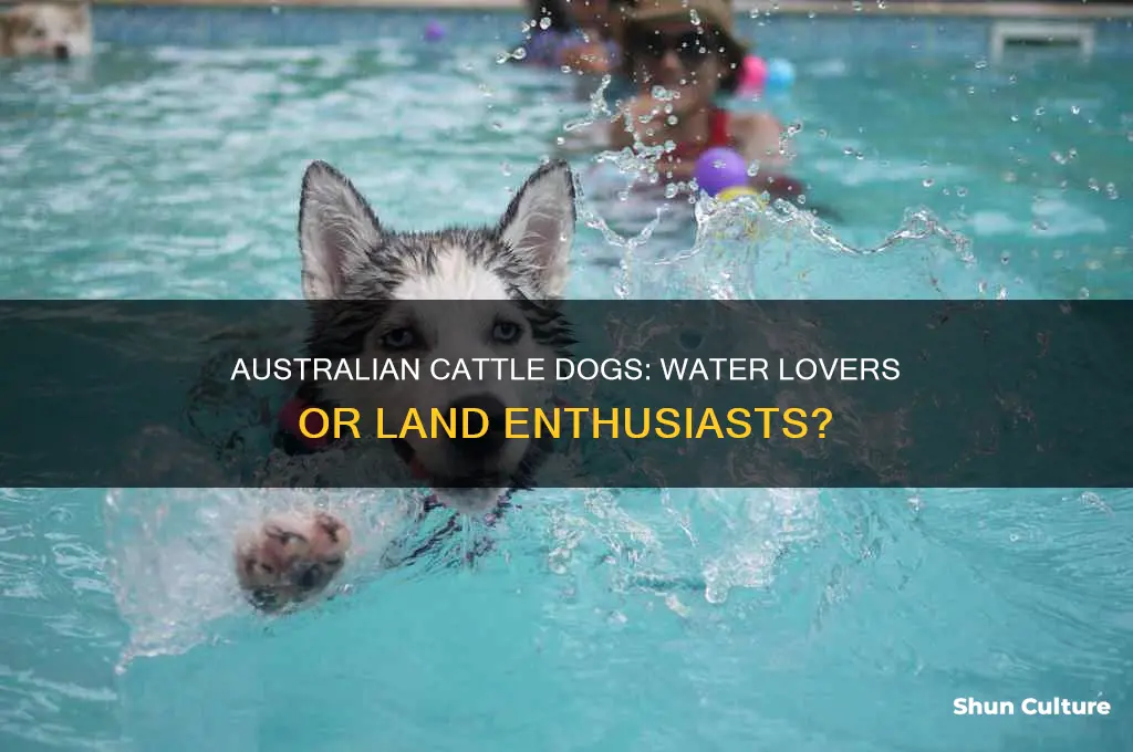 do australian cattle dogs like water