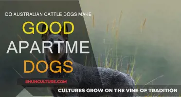 Australian Cattle Dogs: Good Apartment Pets?