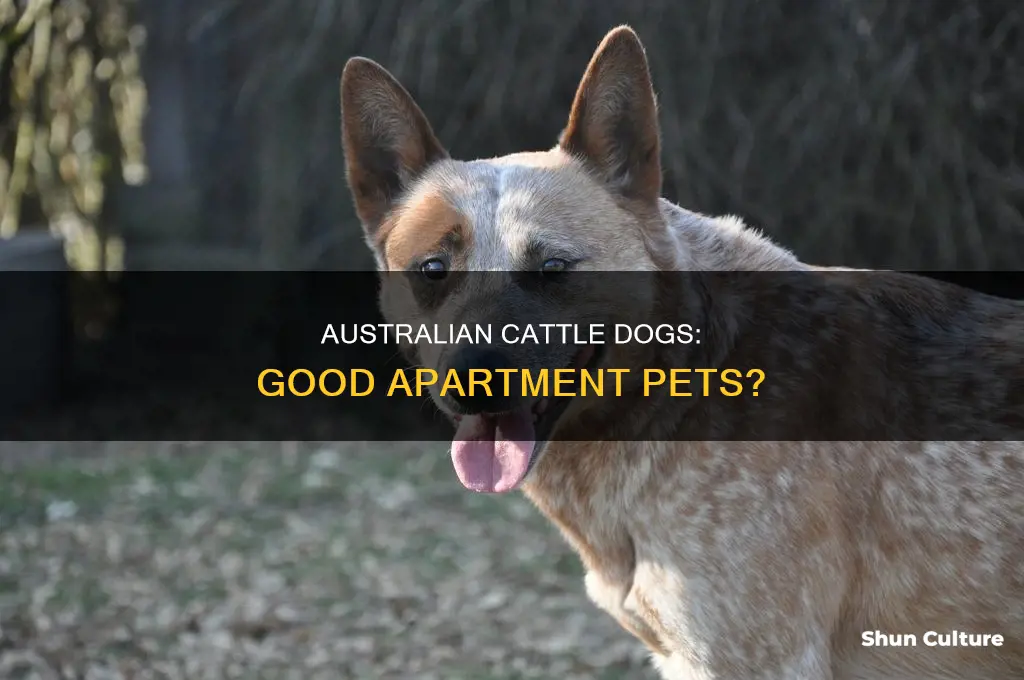 do australian cattle dogs make good apartment dogs