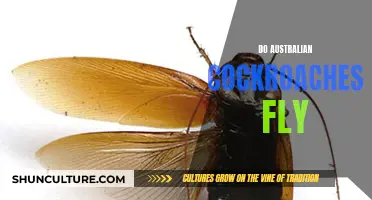 Cockroaches' Flight: An Australian Concern