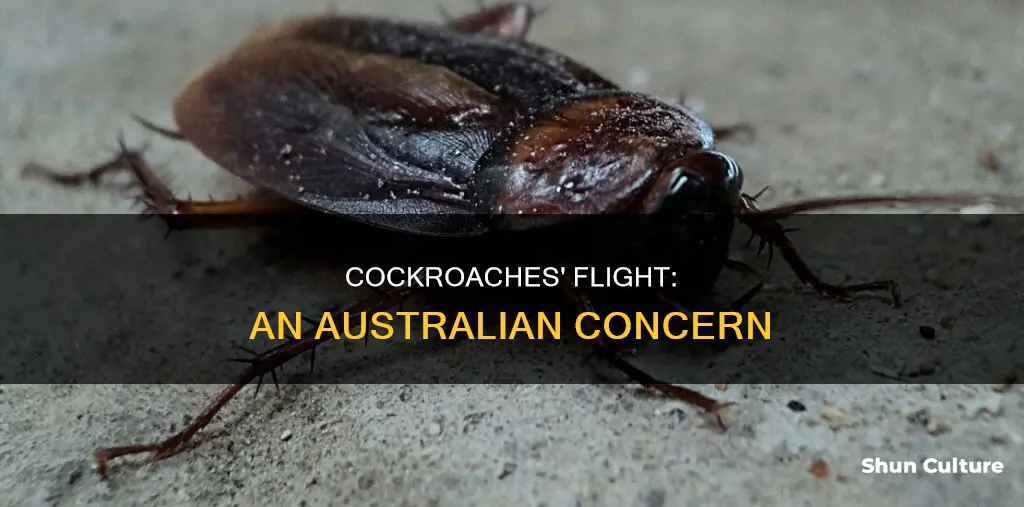 do australian cockroaches fly