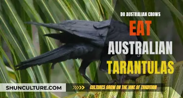 Crows' Appetite for Tarantulas: An Australian Battle