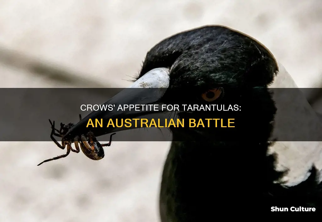 do australian crows eat australian tarantulas
