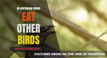 Australian Crows: Avian Predators or Picky Eaters?