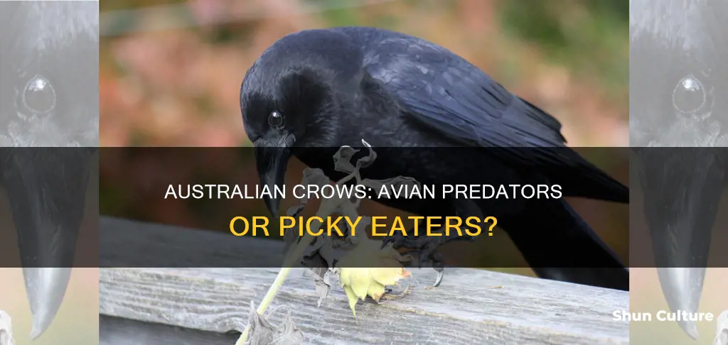 do australian crows eat other birds