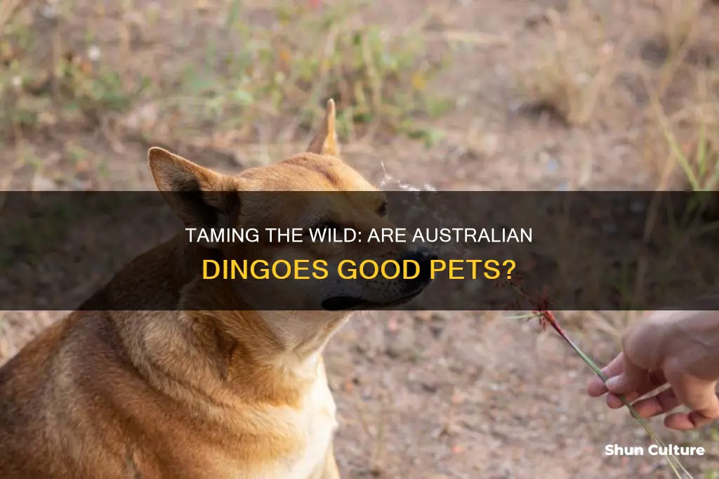 do australian dingo make good pets