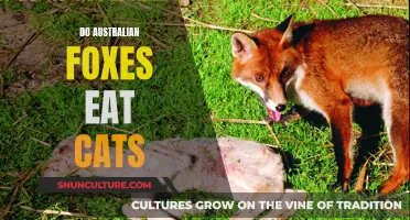 Australian Foxes: Do They Prey on Cats?