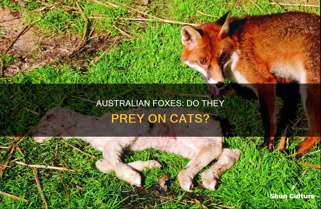 do australian foxes eat cats