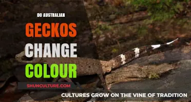 Australian Geckos: Masters of Camouflage and Colour Change