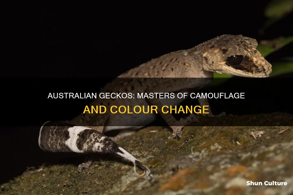 do australian geckos change colour
