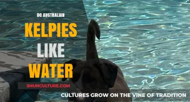 Australian Kelpies: Water Lovers or Land Adventurers?