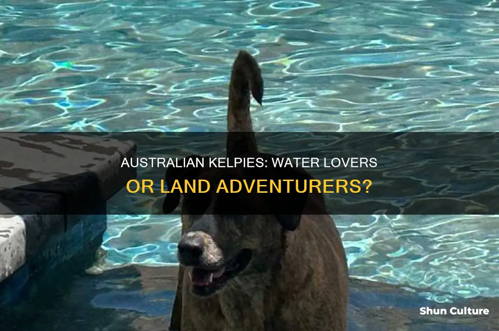 do australian kelpies like water