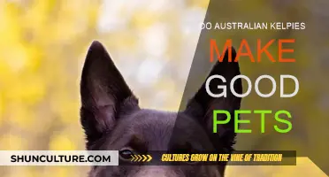 Australian Kelpies: Ideal Pets or Not?