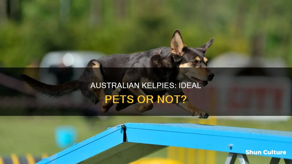 do australian kelpies make good pets