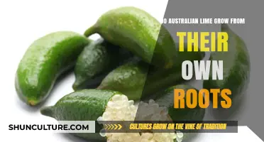 Exploring Australian Lime: Rooted Growth and Beyond